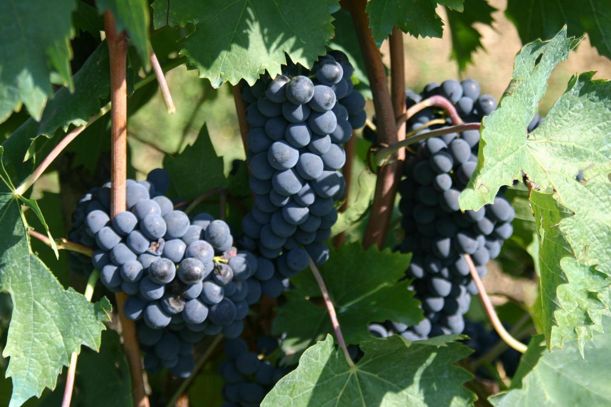 Agriturismo Podere La Cava Mercatale Val Di Pesa Exteriér fotografie